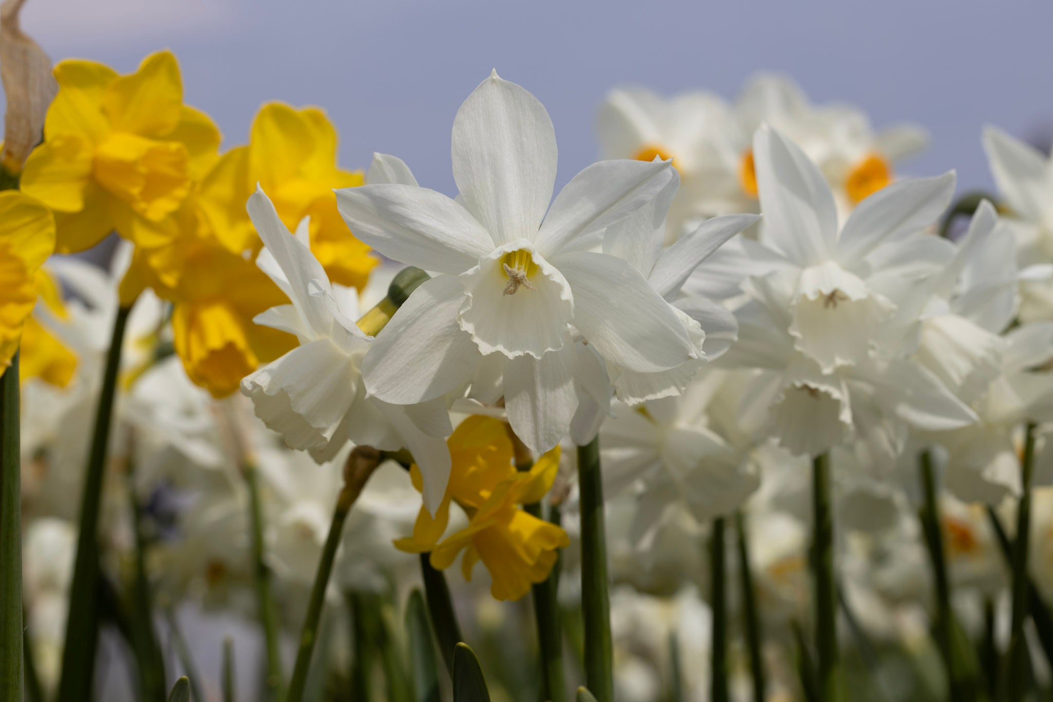 Narcisser - Guide til dyrkning og pasning af påskeliljer og andre narcisser